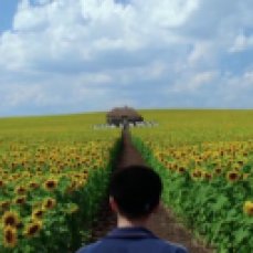 11 Everything is illuminated by Liev Schreiber (2005) - Sunflower fields